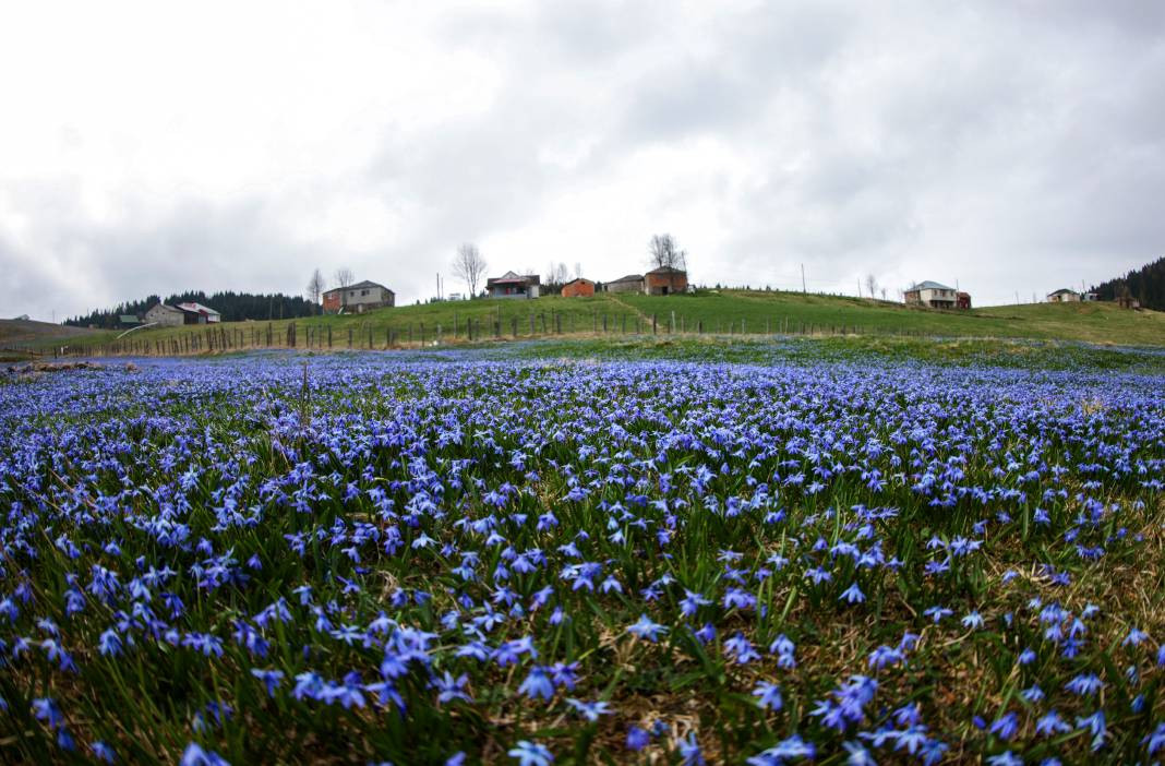 Türkiye'nin gizli cenneti mor renge büründü - Resim: 7